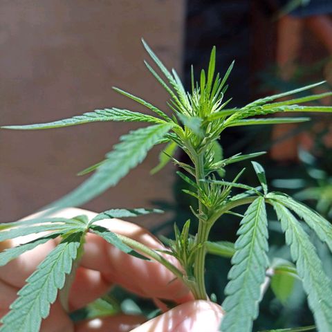 Pucho growlog timeline photo