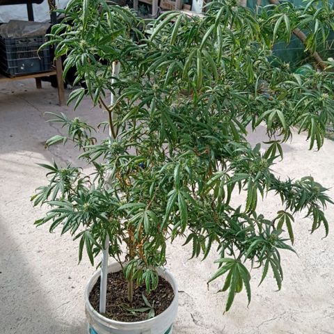 Jair17 growlog timeline photo