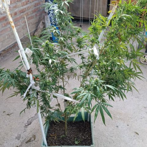 Pucho growlog timeline photo