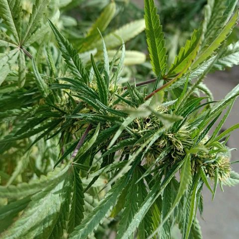 Pucho growlog timeline photo