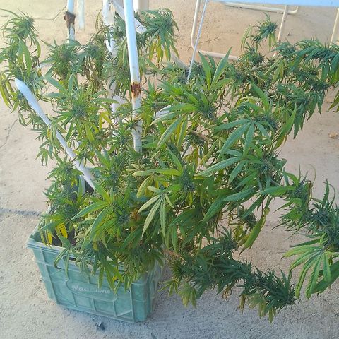Pucho growlog photo: Última foto viva
