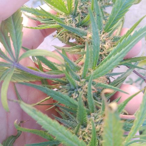 Pucho growlog photo: Última foto viva