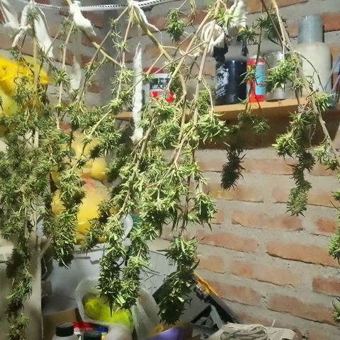 Pucho growlog timeline photo