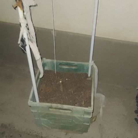 Pucho growlog timeline photo