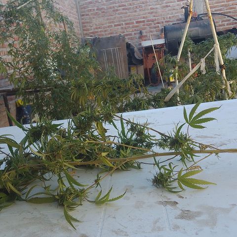 Pucho growlog timeline photo