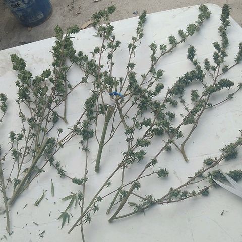 Jair17 growlog timeline photo