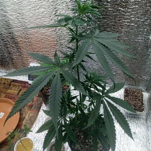 1 - NN (Sergin) growlog timeline photo
