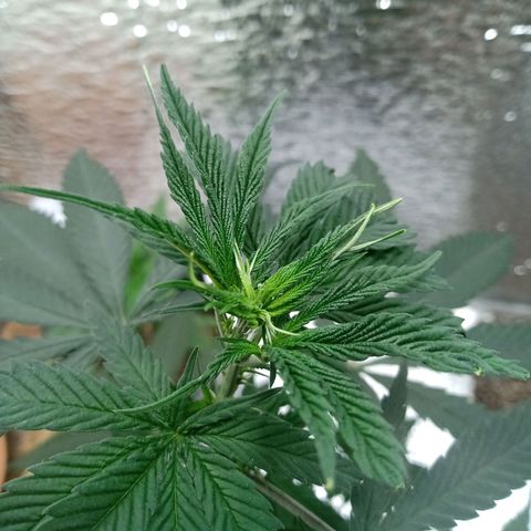 1 - NN (Sergin) growlog timeline photo