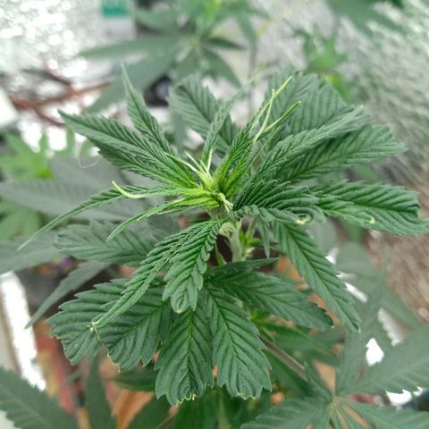 1 - NN (Sergin) growlog timeline photo