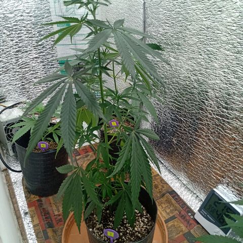 1 - NN (Sergin) growlog timeline photo