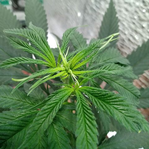 1 - NN (Sergin) growlog timeline photo
