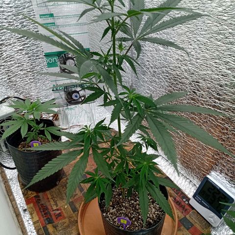 1 - NN (Sergin) growlog timeline photo