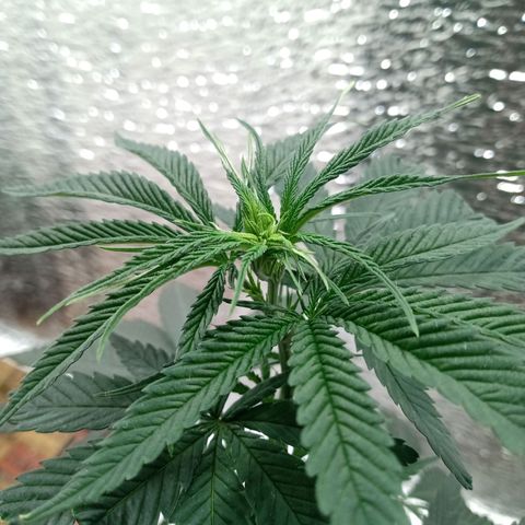 1 - NN (Sergin) growlog timeline photo