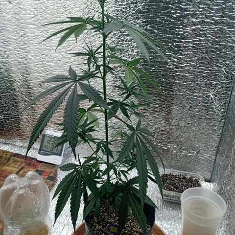 1 - NN (Sergin) growlog timeline photo