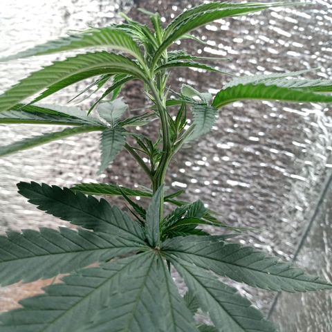 1 - NN (Sergin) growlog timeline photo