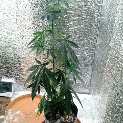 1 - NN (Sergin) growlog timeline photo