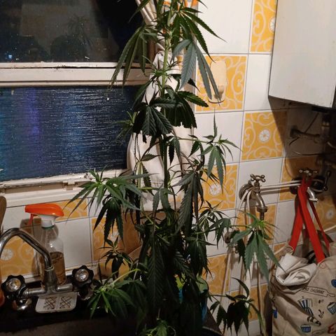 1 - NN (Sergin) growlog timeline photo