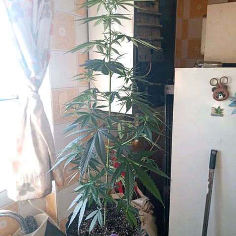 1 - NN (Sergin) growlog timeline photo