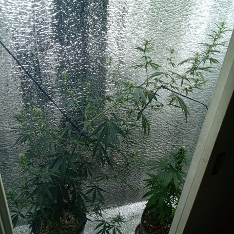 1 - NN (Sergin) growlog timeline photo
