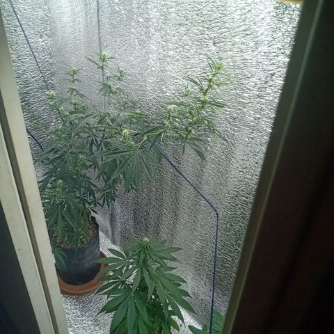1 - NN (Sergin) growlog timeline photo