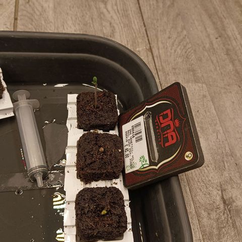 Holy Grail Kush growlog photo: Nice