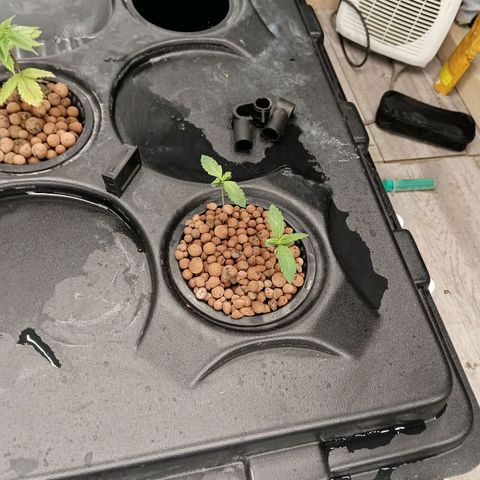 Gorilla Glue Auto growlog photo: First nute mix in oxypot. 550ppm 