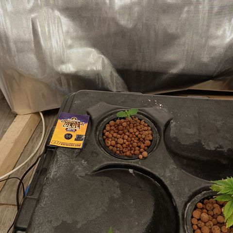 Gorilla Glue Auto growlog photo: First nute mix in oxypot. 550ppm 
