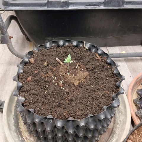 Holy Grail Kush growlog timeline photo