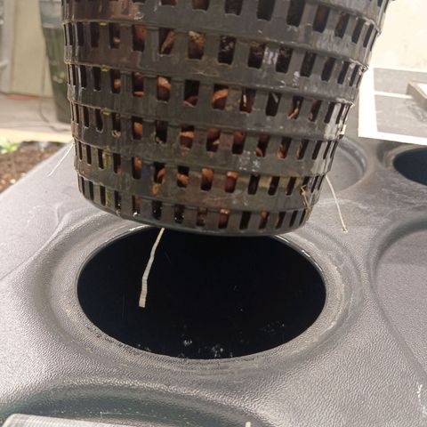 Gorilla Glue Auto growlog photo: Roots already touching res. Still 550ppm 6.9ph