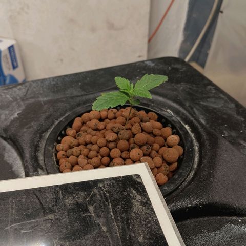 Gorilla Glue Auto growlog photo: Roots already touching res. Still 550ppm 6.9ph