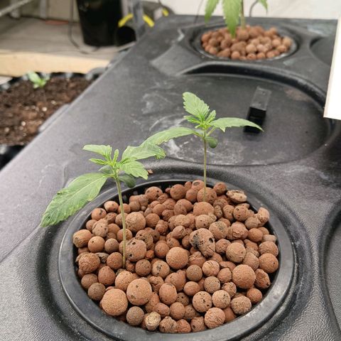 Gorilla Glue Auto growlog photo: Roots already touching res. Still 550ppm 6.9ph