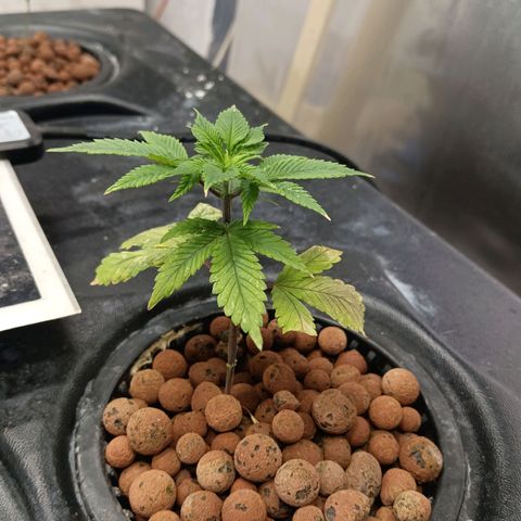 JHA #2 growlog photo: Same as other one. Probably stunned but showing good signs of root growth 