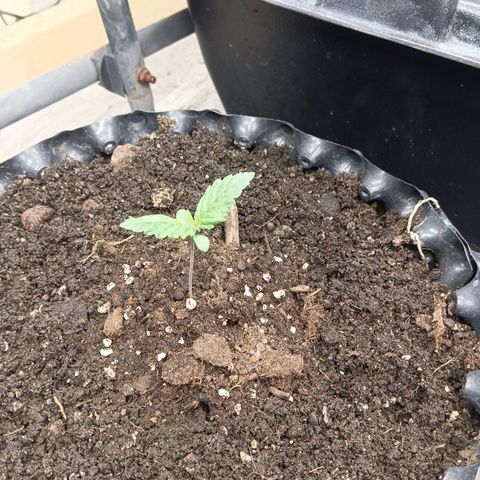 Holy Grail Kush growlog photo: Looking good. Feeding same nutes from hydro system in allmix. 
Transplanted other hgk in Coco today. Trying to save her. 