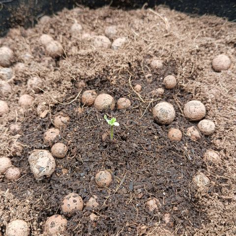 Holy Grail Kush growlog photo: Looking good. Feeding same nutes from hydro system in allmix. 
Transplanted other hgk in Coco today. Trying to save her. 
