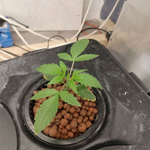 Gorilla Glue Auto growlog photo: 1 from 3 gg a little stunned. I think due to to high ph and strong nutes. Will see if she will recover. 