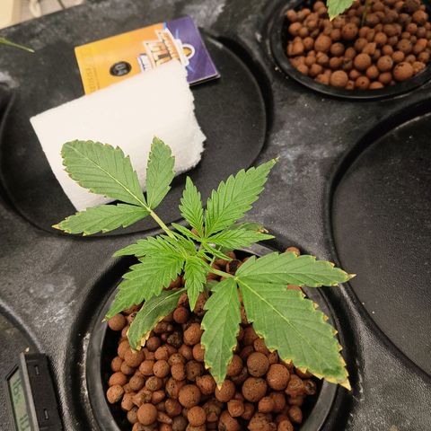 Gorilla Glue Auto growlog photo: 1 from 3 gg a little stunned. I think due to to high ph and strong nutes. Will see if she will recover. 