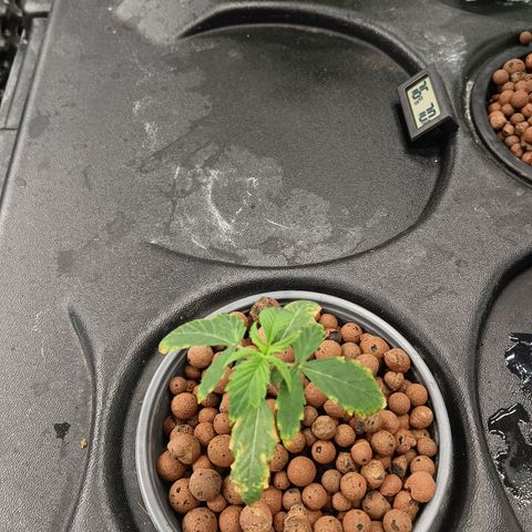 Gorilla Glue Auto growlog photo: 1 from 3 gg a little stunned. I think due to to high ph and strong nutes. Will see if she will recover. 