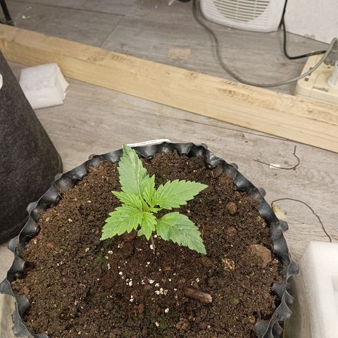 Holy Grail Kush growlog photo: Looking good. Still trying to save little bebe will decide later. 