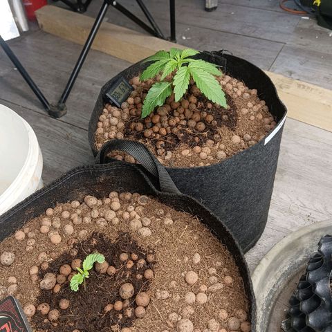 Holy Grail Kush growlog photo: Looking good. Still trying to save little bebe will decide later. 