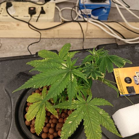 JHA #1 growlog photo: Recovering very well. New growth every day. 