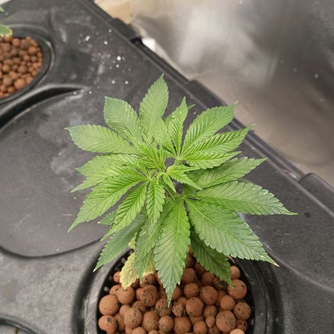 JHA #2 growlog photo: Recovering very well. Loving new environment 