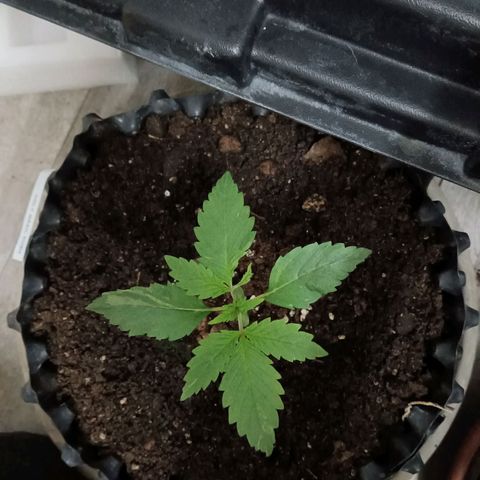 Holy Grail Kush growlog photo: All good 