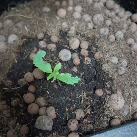 Holy Grail Kush growlog photo: All good 