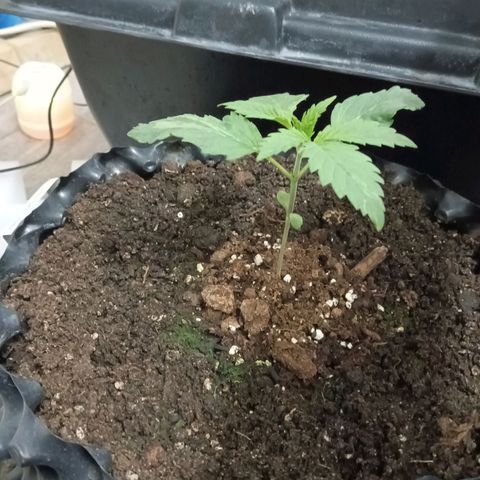 Holy Grail Kush growlog photo: All good 