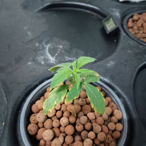 Gorilla Glue Auto growlog photo: Ppm 550. Ph 6.3. All seems good. Small one seems like it's getting better 