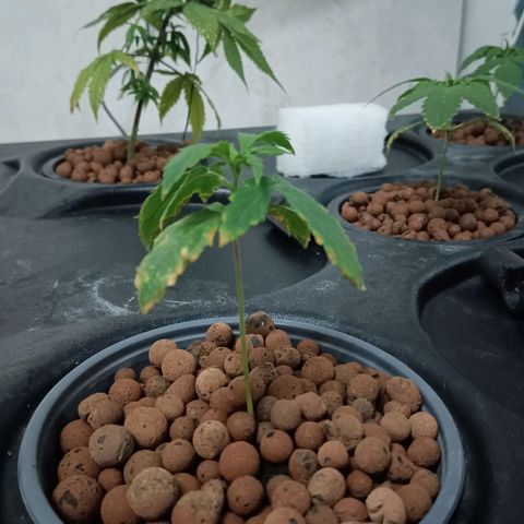 Gorilla Glue Auto growlog photo: Ppm 550. Ph 6.3. All seems good. Small one seems like it's getting better 