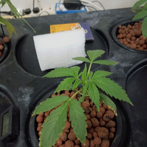 Gorilla Glue Auto growlog photo: Ppm 550. Ph 6.3. All seems good. Small one seems like it's getting better 