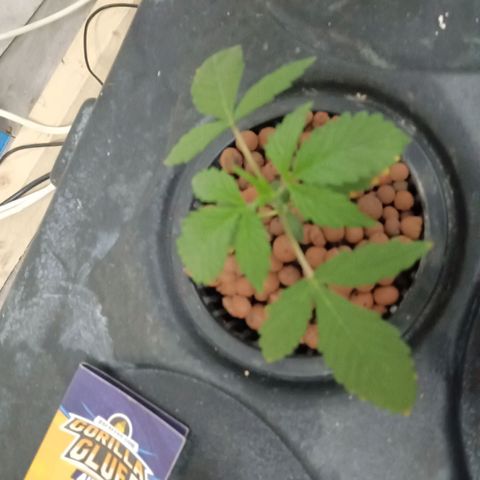 Gorilla Glue Auto growlog photo: Ppm 550. Ph 6.3. All seems good. Small one seems like it's getting better 