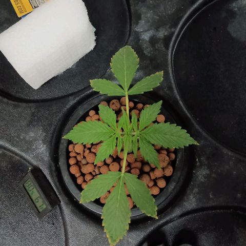 Gorilla Glue Auto growlog photo: Ppm 550. Ph 6.3. All seems good. Small one seems like it's getting better 