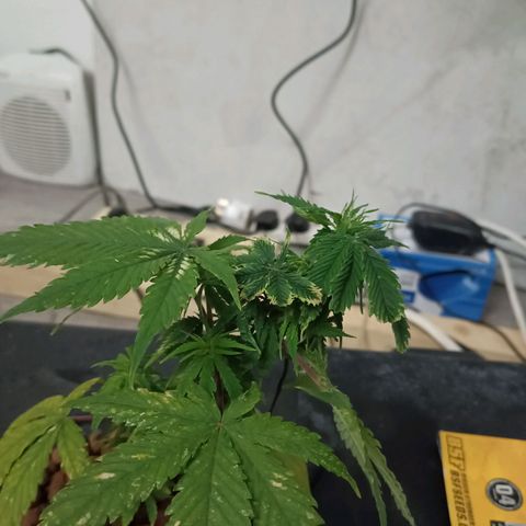 JHA #1 growlog timeline photo